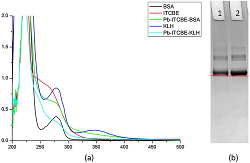 Figure 3. (a) The UV–Vis spectra of Pb-ITCBE-BSA and Pb-ITCBE-KLH, (b) The polyacrylamide gel electrophoresis image of Pb-ITCBE-BSA (1 Pb-ITCBE-BSA, 2 BSA).