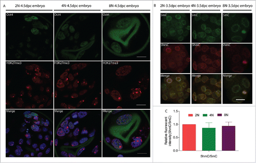 Figure 3. Epigenetic changes in 2N to 8N mouse embryos at the blastocyst stage (E4.5) cultured in vitro. Female 2N, 4N and 8N blastocyst exhibit different localization patterns of H3K27me3 foci associated with the inactive X chromosome. (A) Control blastocysts exhibit one H3K27me3 focus per cell; 4N blastocyst have one to 2 H3K27me3 foci; whereas octaploid embryos show one to 4 H3K27me3 foci including some Oct4 positive nuclei show abnormal H3K27me3 accumulation. Green- Oct4; Red- H3K27me3; Blue- DAPI (4,6-diamidino-2-phenylindole) Scale bar, 20 μm. (B) DNA methylation patterns in mouse 2N, 4N and 8N embryos. Immunofluorescence staining for 5mC and 5hmC in 2N, 4N and 8N embryos. Green, 5mC; red, 5hmC. Scale bar, 20 μm. (C) 5hmC/5mC level was lower in 4N and 8N embryos when compared with 2N control embryos. For analysis of epigenetic changes, a total of 30 embryos were analyzed in each group and performed at least 3 times each group.