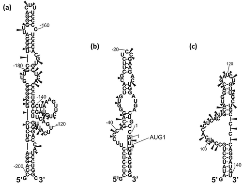 Figure 6. Secondary structure models of three oligoribonucleotides corresponding to hairpins: C(−200):G(−102) (a). C(−51):G9 (b) and A89:U140 (c). Black arrowheads indicate Pb2+-induced cleavages and nucleotides are numbered as in p53 mRNA-247.