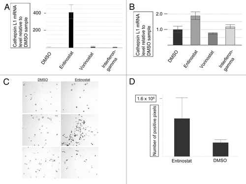 Figure 2. HDACI induced expression of Cathepsin L1. RNA was extracted from DMSO, Entinostat, Vorinostat, and IFN-γ treated Raji B-cells (A) and WM9 cells (B) and subject to Real-Time PCR for Cathepsin L1 (ctsl1) mRNA as detailed in “Materials and Methods.” Treatments as indicated in the figure. (C) Immunohistochemical staining: Raji B-cells were treated with DMSO or Entinostat and stained with anti- Cathepsin L1 (ctsl1) as detailed in “Materials and Methods.” (D) Image Analysis: The number of pixels over this threshold per cell was used to determine the differences between anti-Cathepsin L1 staining in the Entinostat and DMSO groups. Each image and analysis was blinded and completed in triplicate, as detailed in “Materials and Methods”. p-value < 0.0004