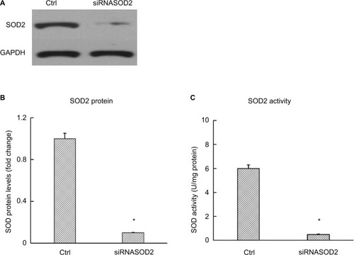 Figure 1 SOD2 protein and activity in H9C2 cells after silencing of SOD2.