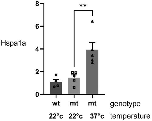 Figure 2. Induction of Hspa1a in the hippocampus of mice housed at an ambient temperature of 37 °C. qRT-PCR for Hspa1a from the hippocampus of 20-day old wild type (wt) mice (n = 4) and A350V (mt) mice (n = 5) housed at 22 °C and 20 day old A350V (mt) mice housed at 37 °C between 15 and 20 days of age (n = 5). There was a significant increase in Hspa1a in the A350V mice housed at 37 °C (one way ANOVA across all groups F(2, 11) = 11.78, p = 0.0018; Student’s t-test comparing A350V mice housed at 37 °C compared to A350V mice housed at 22 °C, p = 0.007).