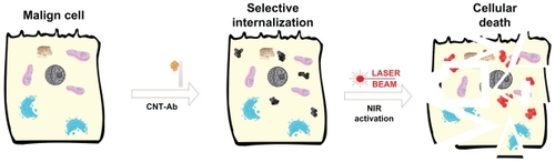 Figure 1 Schematic illustration of in vitro selective photothermal ablation of cancer by laser activated intracellulary biofunctionalized carbon nanotubes.Abbreviations: Ab, antibody; CNT, carbon nanotube; NIR, near-infrared.