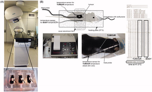 Figure 2. Establishment of local treatment procedures for radiotherapy and hyperthermia of tumour-bearing mice. To locally irradiate the B16-F10 tumour -bearing C57/BL6 mice, a Plexiglas® box was manufactured which allows the irradiation of three mice at once (A). The mice were anaesthetised before being placed in the box. For the irradiation procedure, the mice were kept under isoflurane anaesthesia to avoid them moving. The planning of the irradiation was conducted using a computer tomography image of the irradiation box and tumour-bearing mice (not displayed) with Philips pinnacle software to obtain an optimal target volume. Afterwards the dosimetry of the irradiation was performed manually with a calibrated ionisation chamber. To further protect normal tissue the gantry of the 6 MV linear accelerator was rotated to 340°. The light field control of the irradiation field for the tumour-bearing mice (arrows) is displayed in the lower image of A. For local hyperthermia (B), the mice were also anaesthetised and the tumours were heated with microwave catheters to 41.5 °C for 30 min using the BSD50 hyperthermia system. On the other side of the tumour temperature was controlled with a sensor. To prevent cooling of the body, the mice were placed on a plate which was heated with warm water at 37 °C (heating plate). The body temperature of the mice was controlled with another temperature sensor. To improve the heating of the tumours, the mice were covered with aluminium foil. Both the local temperature in the tumour and the body temperature were continuously controlled.