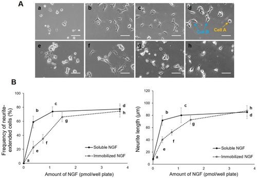 Figure 6 Characterization of neuronal behavior under soluble and immobilized NGF conditions. (A) Representative images of cellular morphology at various concentrations of soluble and immobilized NGF. No NGF; Negative control (A), soluble NGF; 0.35, 1.0, and 3.5 pmol/well plate (a–d), immobilized NGF; 0.35, 0.75, 1.5, and 3.5 pmol/well plate (e–h). Scale bar: 100 μm. (B) Frequency of neurite-extended cells and neurite length with soluble and immobilized NGF. Data are presented as the mean ± SD, n=3.