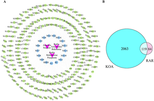 Figure 5 Target selection and network construction. (A) The “drug-compound-target” network of RAR. Green represents compound targets, light blue represents compounds in RAR, and purple represents drugs. (B) Common targets between RAR and KOA.