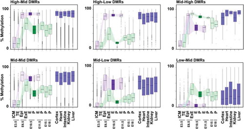 Figure 4. Dynamics of DNA methylation profiles associated with DMR categories and their evolution across embryo and placenta development. Box plots representing the DNA methylation distribution and median values for each DMR category in various developmental stages. Tiles associated with DMR categories at E10.5 were overlapped with previously published and publicly available data, and methylation levels were determined at each developmental stage [Citation25,Citation28,Citation50] or in adult somatic tissues [Citation49]. ICM: inner cell mass, TE: trophectoderm, Epi: epiblast, ExE: extraembryonic ectoderm, E: Embryo, Pla: placenta. See Table S2 for median and mean methylation values, and Table S4 for a number of overlapping tiles analysed.