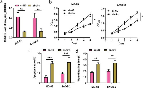 Figure 2. Effects of silencing hsa_circ_0008035 on cell growth and migration of MG63 and SAOS-2 cells. Si-hsa_circ_0008035 (si-circ) or si-NC was transfected into MG63 and SAOS-2 cells. (a) The expression of hsa_circ_0008035 was evaluated by RT-qPCR. (b) Cell proliferation, (c) apoptosis rate and (d) wound-healing time were assessed by utilizing CCK-8, flow cytometry and migration experiment. Data were shown as the mean + SD for three replications per group. * p < 0.05, ** p < 0.01, *** p < 0.001, ANOVA.