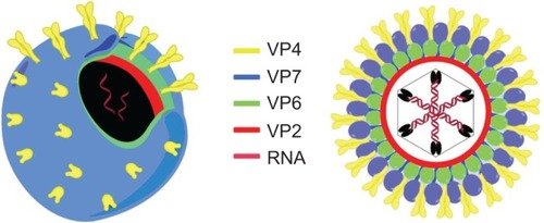 Figure 1 3-D (left) and 2-D (right) schematic representation of human rotavirus A. The color code is shown with respect to the main proteins of the capsid.Abbreviation: RNA, ribonucleic acid.