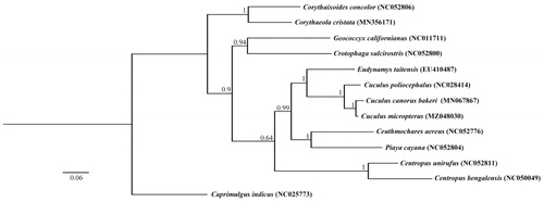 Figure 1. Bayesian phylogenetic analyses for Cuculus micropterus based on the 13 mitochondrial PCGs nucleotide sequences of 13 species.