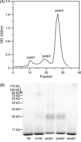 Figure 2.  CM-sepharose elution profile and SDS-polyacrylamide gel electrophoresis of the peptide-PEG-Hb mixture. (A) Peptide-PEG-Hb was separated by ion exchange chromatography on a CM-sepharose column and monitored at 542 nm. The CM-sepharose column was eluted with each 1 mL, 100–190 mM NaCl difference 10 mM gradient, and later was eluted with 15 mL, 200 mM NaCl and collected 0.5 mL in each fraction. The fraction 10–13, fraction 18–21, and fraction 26–28 were collected as peak1, peak2, and peak3, respectively. (B) 15% SDS-polyacrylamide gel was used to characterized various Hbs. Hb: unmodified Hb; m-Hb: unpurified peptide-PEG-Hb; peak1-3: same as Figure 2A.