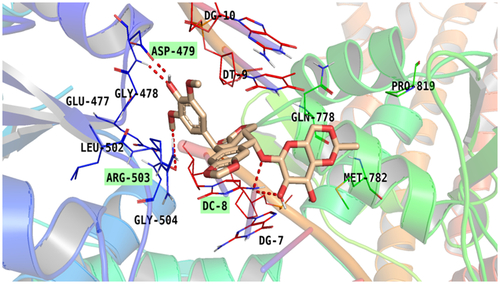 Figure 10. Binding of EVP within the active pocket of topoisomerase II-DNA complex.