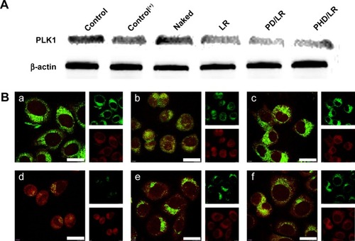 Figure 5 In vitro PLK1 expression with Western immunoblotting (A) and immunofluorescence (B), respectively. Red and green fluorescence represents β-actin and PLK1, respectively. Scale bar =20 µm (a, b, c, d, e, and f represent Control, Control(+), naked siRNA, LR, PD/LR and PHD/LR, respectively).Abbreviations: LR, lipoplex; PD, PHis-PSD; PEG, poly(ethylene glycol); PHD, PEG-PHis-PSD; PHis, poly(histidine); PSD, poly(sulfadimethoxine).