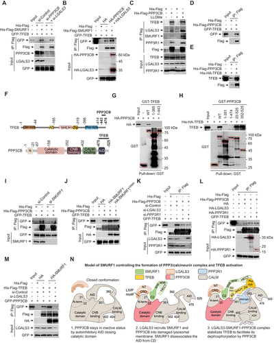 Figure 8. LGALS3-SMURF1-PPP3CB complex stabilizes TFEB. (A) HEK293 cells were transfected with LGALS3 + PPP3CB or scramble siRNA oligos for 48 h, and then overexpressed with GFP-TFEB for another 24 h. Co-IP analysis of the indirect association between GFP-TFEB and His-Flag-SMURF1 purified from E. coli. (B) HEK293 cells were transfected with GFP-TFEB and HA or HA-PPP3CB + HA-LGALS3 for 24 h. Co-IP analysis of the indirect association between GFP-TFEB and His-Flag-SMURF1 purified from E. coli. (C) Co-IP assay analysis of the indirect interaction between His-Flag-PPP3CB purified from E. coli and endogenous TFEB, LGALS3, SMURF1 and PPP3R1 in HEK293 cells after treatment with LLOMe (1 mM, 2 h). (D) Co-IP analysis of the indirect interaction between GFP-TFEB expressed in HEK293 cells and His-Flag-PPP3CB purified from E. coli. (E) Co-IP analysis of the direct interaction between His-HA-TFEB and His-Flag-PPP3CB purified from E. coli. (F) Schematic diagram of mapping the interaction between TFEB and PPP3CB. (G) Co-IP analysis of the indirect interaction between HA-PPP3CB expressed in HEK293 cells and GST-TFEB constructs purified from E. coli. (H) Co-IP analysis of the direct interaction between His-HA-TFEB and GST-PPP3CB constructs purified from E. coli. (I) HEK293 cells were transfected with SMURF1 or scramble siRNA oligos for 48 h, and then overexpressed with GFP-TFEB for another 24 h. Co-IP analysis of the indirect association between GFP-TFEB and His-Flag-PPP3CB purified from E. coli. (J) HEK293 cells were transfected with GFP-TFEB and HA, HA-SMURF1 or HA-SMURF1C699A for 24 h. Co-IP analysis of the indirect association between GFP-TFEB and His-Flag-PPP3CB purified from E. coli. (K) HEK293 cells were transfected with LGALS3, PPP3R1 or scramble siRNA oligos for 48 h, and then overexpressed with GFP-TFEB for another 24 h. Co-IP analysis of the indirect association between GFP-TFEB and His-Flag-PPP3CB purified from E. coli. (L) HEK293 cells were transfected with GFP-TFEB and HA-LGALS3 or HA-PPP3R1 or HA for 24 h. Co-IP analysis of the indirect association between GFP-TFEB and His-Flag-PPP3CB purified from E. coli. (M) HEK293 cells were transfected with LGALS3 or scramble siRNA oligos for 48 h, and then overexpressed with GFP-PPP3CB and HA or HA-SMURF1 for another 24 h. Co-IP analysis of the indirect association between GFP-PPP3CB and His-Flag-TFEB purified from E. coli. (N) Schematic diagram of PPP3R1 interacts with TFEB and LGALS3-SMURF1-PPP3CB complex.