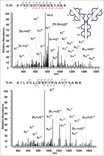 Figure 6. CID MS3 spectra of the disulfide-dissociated peptides TL16 (top) and TL10 peptides (bottom) within the CL domain. Fragment ions were identified on both sides of cysteine in the CID MS3 product spectrum of TL16, and confirmed one end of the disulfide linkage to be cysteine C197 with a high confidence. The fragment ions in the bottom CID MS3 spectrum identified the complementary peptide to be TL10, and confirmed the linkage between C138 (L) and C197 (L).
