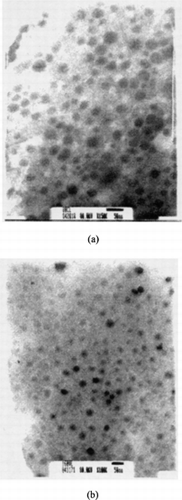 FIG. 4 Transmission electron microscope photographs of micelles: (a) PCL/ MePEG, (b) PVL/MePEG.