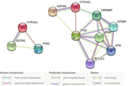 Figure 3 Gene-network interactions contained the CYP1A1, GSTM1, and TP53 genes examined in this study (left side) created with STRING (https://string-db.org/). On the Right side: More extended genes, namely, CREBBP, EP300, MDM2, ATM, and BCL2L1 genes, strongly interacted with the TP53 genes. Each node represents all the proteins produced by a single, protein-coding gene locus. Colored nodes describe proteins and the first shell of interactors. Edges represent protein-protein associations that are meant to be specific and meaningful, ie, proteins jointly contribute to a shared function; this does not necessarily mean they are physically binding each other.