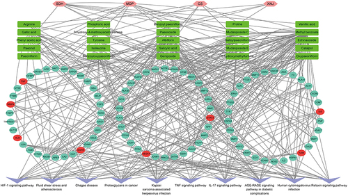 Figure 5 Schematic diagram of “herb-ingredient-IGEs-pathway” network. Green diamonds represent the herbs in XJDHT, blue rectangle represent the major active ingredient, yellow circle represents represent IGEs, red circle represents the Hub targets, pink V shape represent significant pathways, edges represent interactions among them.