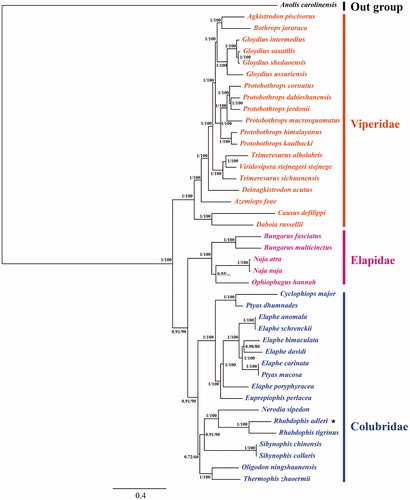 Figure 1. Molecular phylogenetic tree of 42 snake species. Values on the nodes indicate bootstrap and posterior probability support (BS/PP), ★ indicated Rhabdophis adleri.