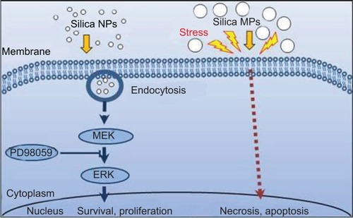 Figure 5 Proposed signaling pathways affected by silica NPs and silica MPs.Abbreviations: NPs, nanoparticles; MPs, microparticles; ERK, extracellular signal-related kinase; MEK, mitogen-activated protein kinase kinase.