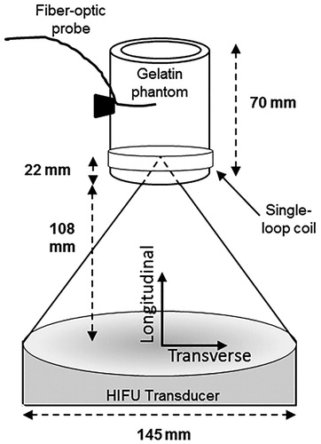 Figure 2. Schematic of MRgHIFU sonications. The gelatine phantoms were held above the HIFU transducer at a fixed height (108 mm) and the ultrasound beam was focussed 22 mm into the phantom. A fibre-optic temperature probe was inserted into a hole in the side of the holder, away from the HIFU focus, to monitor bulk phantom temperature. The longitudinal direction is defined as parallel to the HIFU beam propagation, while the transverse direction is orthogonal to it.