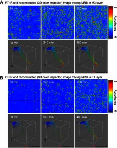 Figure 12 Fourier-transform infrared image and reconstructed (3-D color inspector) image tracing mirabegron in (A) M3 layer and (B) F1 layer after dissolution for predetermined times.