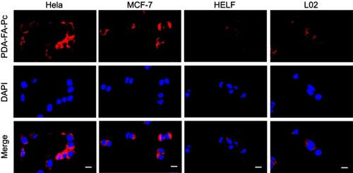 Figure 4 Subcellular imaging of PDA-FA-Pc nanomedicine in tumor cell lines (Hela and MCF-7) and healthy cell lines (HELF and L02). The fluorescent signals of DAPI (a dye for nuclei) and Pc were represented in blue and red, respectively. Scale bars represent 20 µm.