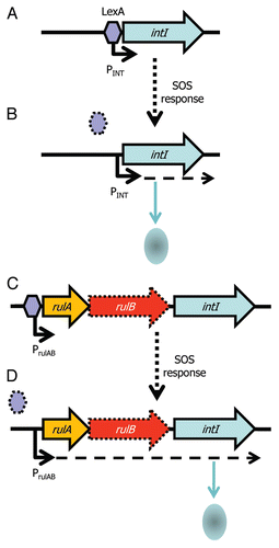 Figure 2 Integron integrase expression is regulated by LexA and the SOS response. (A) The integrase (intI) gene of many integrons is preceded by a cis encoded LexA box, allowing the LexA repressor (purple hexagon) to bind upstream of intI and prevent expression of the gene. (B) Activation of the SOS response leads to derepression of intI by release and degradation of LexA (signified by dotted hexagon) and production of IntI and potential capture of gene cassettes. (C) An association of integrase genes with rulAB DNA repair genes (rulB is usually truncated, signified by dotted outline) may indicate that intI expression is controlled by the rulAB promoter (PrulAB), which is repressed by LexA and (D) relieved under SOS conditions.