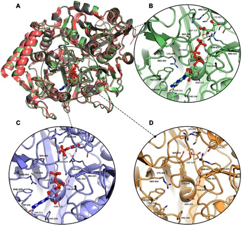 Figure 3 The three-dimensional structures of HsPEPCK-M models and the templates. (A) The structural superposition of GTP_HsPEPCK-M (green), the prepared template HsPEPCK-C with GTP (PDB ID 1KHE – grey) and GgPEPCK-M (PDB ID 2FAH – pink). The active site poses of (B) the model GTP_HsPEPCK-M complexed with GTP and OAA (C) GDP_HsPEPCK-M complexed with GDP and PEP and (D) u_HsPEPCK-M without ligands. All ligands are represented as ball and sticks, and residues’ sidechains are represented as sticks. The two manganese ions are represented as purple spheres. Protein structural figures were generated using Pymol 2.1.0.