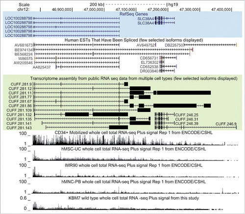 Figure 2. LOC100288798 exon structure assembly from various tissues extends its annotation to over 500kb overlapping SLC38A4.UCSC Genome Browser screen shot of the studied locus (chr12:46,772,500-47,422,500). From top to bottom: Chromosome position and the scale; RefSeq gene annotation (all annotated isoforms are displayed), spliced human ESTs (12/35 ESTs displayed), transcriptome assembly of the locus obtained in this study (Results, Methods). Note that only selected transcripts are shown (11/167 de novo isoforms of LOC100288798 and 4/43 de novo isoforms of SLC38A4), and that both EST and transcriptome assembly data reveal extension of LOC100288798 to over 500kb in length. RNA-seq tracks from ENCODE/CSHL UCSC hub with the titles containing cell type name, RNA-seq type and transcriptional orientation are displayed below. Only total whole cell RNA-seq is displayed. Bottom: normalized RNA-seq signal from wild type human haploid KBM7 cell lines (merged data from 2 wild type clones sequenced in this study, Methods). For all RNA-seq tracks: only forward strand (Plus Signal) is displayed.