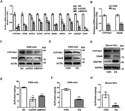 Figure 2. Autophagy inhibition leads to insufficient differentiation of GCs. (A) After siRNA transfection of KGN cells for 48 h, the mRNA expression of the genes related to GC differentiation and steroidogenesis, including CYP19A1, FSHR, GATA4, GATA6, INHBA, SF1, SP1, HSD3B1, and STAR, showed significant downregulation in both the siATG5 and siBECN1 groups. GAPDH served as the internal control. Data are presented as mean ± SD, n = 3, * P < 0.05, ** P < 0.01, ***P < 0.001. vs. NC. (B) After treatment of KGN cells with CQ, the mRNA expression of CYP19A1 and FSHR was downregulated compared to controls. GAPDH served as the internal control. Data are presented as mean ± SD, n = 3. ** P < 0.01 vs. CON. (C and D) Protein levels of CYP19A1 and FSHR were decreased in KGNs transfected with siATG5 and siBECN1 or pretreated with CQ as measured by Western blot. ACTB was used as the loading control. (E) E2 production in KGN cell supernatant was decreased in both the siATG5 (6.32 ± 1.41 ng/mg) and siBECN1 (8.81 ± 0.56 ng/mg) groups compared to the NC group (15.33 ± 0.36 ng/mg). Data are presented as mean ± SD, n = 3, **P < 0.01 vs. NC. (F) E2 production in CQ-treated KGN cells (7.96 ± 0.47 ng/mg) was lower than that in the control group (18.11 ± 1.10 ng/mg). Data are presented as mean ± SD, n = 3, **P < 0.01 vs. CON. (G) Mouse GCs were harvested and cultured in vitro. After 48 h treatment with 50 μM CQ, the protein levels of CYP19A1 and FSHR were lower than those in the control group. GAPDH was used as the loading control. (H) The E2 production was decreased in CQ-treated mouse GCs (0.12 ± 0.03 ng/mg) compared to the control group (0.82 ± 0.18 ng/mg). Data are presented as mean ± SD, n = 3, **P < 0.01 vs. CON.