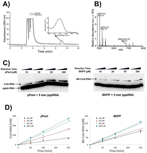 Figure 2. Characterization of CoA-RNA synthesis by PPAT. (A) HPLC and (B) mass spectrometry were used to analyze nuclease P1 digestion products of reactions performed with (solid line) or without (dashed line) PPAT for 4 h. Panel B shows a product peak having the same retention time as genuine dpCoa and a characteristic ‘adenosine’ UV spectrum (inset, obtained from an online PDA detector). The observed m/z ratio matches the expected value for dpCoa (B). (C) in vitro capping kinetic assays were carried out using 10 µM internally 32P-labelled 5 mer pppRNA (SI Appendix fig. S5), 500 nM PPAT, and either pPant (left panel) or BKPP (right panel). pPant and BKPP substrates were used at concentrations of 10, 20, 50 and 200 µM, and reactions were carried out for 0, 60, 120, or 240 min. (D) plots of capped RNA product concentrations vs reaction time for CoA-RNA (left) and BK-CoA-RNA (right) formation. Linear regression was used to derive the initial velocity (V0) at a defined substrate concentration [pPant] or [BKPP]. Since the product formation was < 5% of the total RNA, product inhibition was negligible. The V0 values were then used to estimate the maximum velocity at 10 µM RNA and saturating [pPant] or [BKPP], Vmax, and kcat (SI Appendix fig. S6 and kinetic description).
