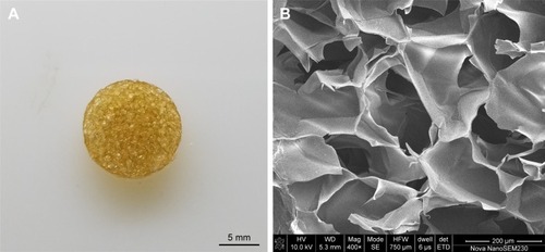 Figure 2 Characterization of CAG scaffold.Notes: Appearance (A) and SEM images (B) of CAG scaffold.Abbreviations: CAG, chitosan-agarose-gelatin; SEM, scanning electron microscopy.