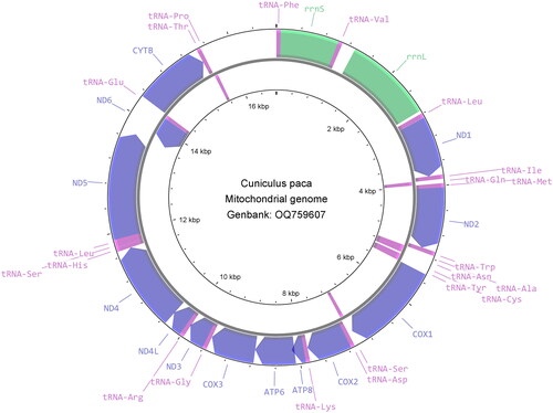 Figure 2. Clockwise view of the mitochondrial genome of the Cuniculus paca generated from CGView (Stothard and Wishart Citation2005).