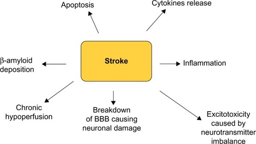 Figure 3 Potential mechanisms underlying the association between stroke and dementia.