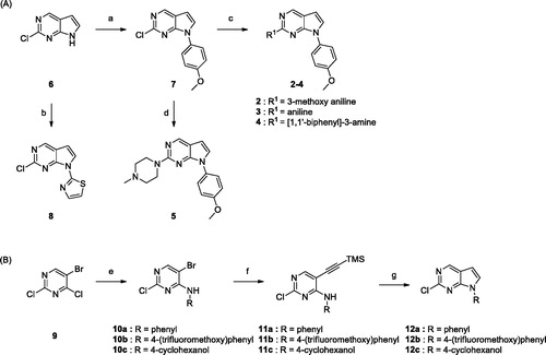 Scheme 1. Reagents and conditions: (a) (OH)2B-Ar, Cu(OAc)2, pyridine, 4 Å MS, CH2Cl2, rt, 6–24 h; (b) 2-bromothiazole, CuI, K3PO4, 1,2-trans-cyclohexanediamine, THF, 110 °C, 24 h; (c) BINAP, Pd2(dba)3, Cs2CO3, dioxane, 100 °C, 8 h; (d) HCl, i-PrOH, MW 160 °C, 1 h; (e) 4-(trifluoromethoxy)aniline, TEA, i-PrOH; (f) ethynyltrimethylsilane, Pd(PPh3)2, CuI, TEA, toluene, 80 °C, 4 h; (g) TBAF, THF, 60 °C, 4 h.