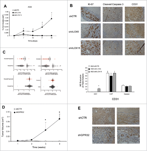 Figure 4. ALOXs and GPR32 involvement in GC angiogenic response. (A) Tumor growth curves of AGS shCTR, shALOX5 (three clones) and shALOX15 (three clones) xenografts in immunodeficient mice. *p < .05 compared to shCTR xenografts. (B) Representative images and quantification (five fields/sample) of the proliferation index (Ki-67), vessel density (CD31), and apoptotic rate (Cleaved Caspase 3), assessed by immunohistochemistry, of shCTR, shALOX5, and shALOX15 cell xenografts harvested 28 d post-inoculation. *p < .05 compared to shCTR xenografts. (C) ALOX15 and ALOX5 mRNA expression levels of 295 patients affected by gastric adenocarcinoma stratified for disease-free and overall survival status. *p < .05 between the two groups. (D) Tumor growth curves of AGS shCTR and shGPR32 xenografts (average of three clones) cells in immunodeficient mice *p < .05 compared to shCTR xenografts. (E) Representative images of the vessel density (CD31), assessed by immunohistochemistry, of shCTR and shGPR32 AGS cell xenografts harvested 28 d post-inoculation.
