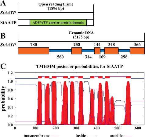 Figure 1. (Color online). Gene structure of plastidic ATP/ADP transporter protein from Solanum tuberosum (StAATP). Structure of StAATP and StAATP (A): the StAATP protein contained an ADP/ATP carrier protein domain. Exon/intron organization of the StAATP gene (B) with location of exons (brown boxes) and introns (blue lines): the genomic DNA of StAATP gene was 3175 bp. Prediction of transmembrane helices (C) in the StAATP protein.