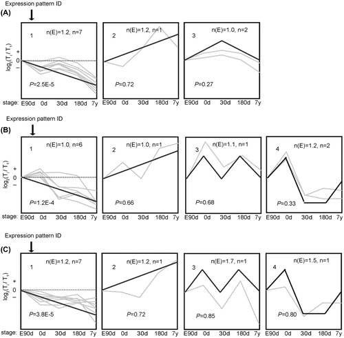 Fig. 4. The trends of 10 miRNA were divided into groups according to heir dynamic expression patterns for (A) Cardiac Muscle, (B) longissimus dorsi Muscle, and (C) psoas major muscles at the age of embryonic day 90 (E90d), postnatal day 0 (0d), day 30 (30d), day 180 (180d), and 7 years (7y).Notes: The dashed line indicates no change in expression among different stages. The number in the top left corner of each square is the expression pattern ID. The blank, bold lines in the squares are trendlines of the expression patterns, and the gray lines represent gene expression from embryonic day 90 to 7 years postnatally. The p-value is the corrected P-value between the number of genes expected (n(E)) and the number of genes assigned (n), with p values < 0.05 considered to be statistically significant. Four other expressions were normalized to the highest one in four stages firstly, and then all expressions were log2-transformed.