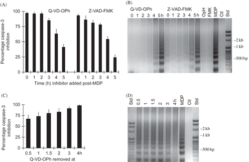 Figure 8. Time dependency of pan-caspase inhibition of MDP-induced apoptosis. Effect of addition of 1 µM Q-VD-OPh and 5 µM Z-VAD-FMK at times post-MDP on inhibition of (A) caspase-3 activity and (B) apoptotic DNA degradation. Effect of time of removal of Q-VD-OPh at times post-MDP on (C) inhibition of caspase-3 activity and (D) DNA degradation.