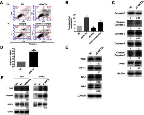 Figure 5 Knockdown of DNMT3a promotes apoptosis in PANC-1 cells. (A) The cell apoptosis was increased as detected by flow cytometry in PANC-1 cells after siRNA DNMT3a treatment for 72 hrs. The apoptosis was reduced in cells with both DNMT3a and caspase-8 knockdown. (B) The apoptosis rates of PANC-1 cells treated with siRNA DNMT3a and siRNA CASP8 (annexin V positive cells, %). *P<0.05 vs. parental cells with siRNA NC treatment,  **P<0.01 vs cells with siRNA normal control NC treatment. (C) Western blotting analysis showed that the expression of apoptosis-related proteins (cleavage of caspase-3, caspase-8, cleavage of caspase-8, and PARP) was elevated in PANC-1 cells with siRNA DNMT3a transfection. (D) Real-time qPCR showed elevated mRNA levels of CASP8 in DNMT3a knockdown PANC-1 cells. **P<0.01 vs cells with siRNA normal control NC treatment. (E) No expression change was detected in the expressions of exogenous apoptosis-related proteins FADD, TNFR1, DR4, and DR5 in siRNA DNMT3a treated PDAC cells. (F) Co-immunoprecipitation assay revealed that DNMT3a down-regulation increased the combination of FADD and caspase-8, and enhanced the cleavage of caspase-8 accordingly.Abbreviations: DNMT, DNA methyltransferase; PDAC, pancreatic ductal adenocarcinoma.