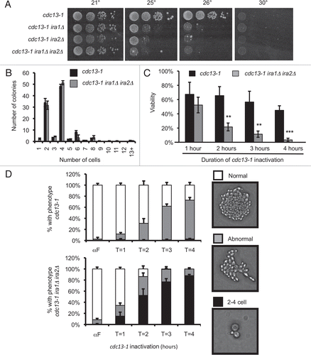 Figure 1 IRA deletion strains are sensitive to cdc13-1-induced arrest despite an intact DNA damage checkpoint. (A) 10-fold serial dilutions were spotted to YPD agar and incubated at the indicated temperature for three days. (B) Log phase cultures were sonicated, spread onto 30° YPD agar and incubated at 30° for 8 hours. 100 colonies were scored for each strain. Values are mean ± standard deviation of three independent assays. (C) Cultures were arrested with α-factor at 21°, then raised to 32° to inactivate cdc13-1, then released from the α-factor block at 32°. Samples were sonicated, counted, serially diluted, and plated to 21° YPD agar. Viability is calculated as (CFU/mL)/(Total cells per mL) normalized to α-factor samples. Values are mean ± standard deviation of three assays. **p < 0.01, ***p < 0.001 by student's t-test. (D) YPD plates from (C) were inspected 18 hours after returning to 21°. Between 50 and 60 colonies were scored for each strain. Values are mean ± standard deviation of three assays.