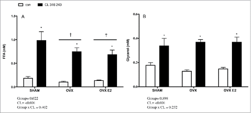 Figure 3. Serum FFA (A) and glycerol (B) concentrations in control or CL 316, 243 treated rats. Data are presented as mean ± SEM; n = 6 for control and CL groups in SHAM, OVX and OVX E2 groups. Statistical significance is accepted at p < 0.05; * denotes significant Treatment (CL) effect compared with own control (ie. SHAM CL vs. SHAM con); † denotes significant group effect compared with SHAM control.