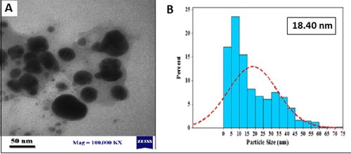 Figure 6. (a) TEM image of size of silver nanoparticles synthesized by Adiantum capillus-veneris L extract, (b) Particle size distributions of biosynthesized AgNPs.