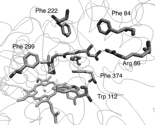 Figure 5 atRA docked in CYP26A1 active site.