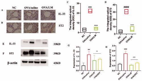 Figure 5. Effects of LKZP on the IL-33/ST2 signalling pathway detected by immunohistochemical (A, B) and western blot (E, F). (A, C) Immunohistochemical results of IL-33 in lung (×400), Bar = 100 µm. (B, D) Immunohistochemical results of ST2 in lung (×400), Bar = 100 µm. (G, H) The relative density quantifications of IL-33 and ST2, respectively. The results were expressed as the ratio of IL-33 and ST2 relative to β-actin, respectively. The data are presented as the mean ± SEM. n = 4 mice/group. #p < 0.05; ##p < 0.01; ###p < 0.001 vs. control group. *p < 0.05; **p < 0.01; ***p < 0.001 vs. OVA/saline group.