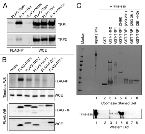 Figure 4. Timeless interacts with TRF1 and TRF2. (A) Timeless associates with TRF1 and TRF2. 293T cells were transfected with the indicated plasmids to express Timeless or Tipin. 48 h later, immunoprecipitation (FLAG-IP) was performed on cell extracts with the anti-FLAG beads. Associated proteins were probed with anti-TRF1 and anti-TRF2 antibodies. (B) 293T cells were transfected with indicated plasmids to express Shelterin components. 48 h later, immunoprecipitation (FLAG-IP) was performed using anti-FLAG beads. Immunoprecipitates were probed with indicated antibodies to determine interaction between Timeless and Shelterin components. (C) The indicated GST-fused recombinant proteins were incubated with the Timeless protein for 45 min. GST-fusion proteins were precipitated using glutathione Sepharose beads and analyzed by western blotting using the anti-Timeless antibody (Timeless WB). Recombinant Timeless and GST-fusion proteins were stained by Colloidal blue staining. WCE, whole cell extract; FLAG-IP, immunoprecipitated fraction; WB, western blotting. Representative results of repeat experiments are shown.