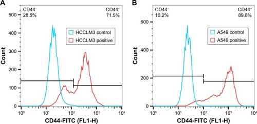 Figure 8 Detection of CD44 receptor expression on (A) HCCLM3 and (B) A549 cells.Abbreviation: FITC, fluorescein isothiocyanate.