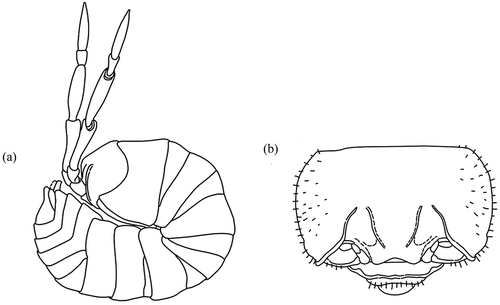 Figure 3. Spelaeoniscus debrugei Racovitza, Citation1907. (a) Adult male during the rolling-up process; (b) cephalon in frontal view (redrawn from Racovitza Citation1908).