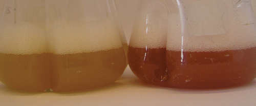 Figure 4 Shaking flask cultivation of B. megaterium wild type strain and mutant strain HBBm1 (integrated xylose-inducible promoter upstream of the hemAKKXCDBL operon). Wild type bacterial cells and mutant cells were aerobically grown in LB-medium containing 0.23% xylose. Recombinant gene expression was induced with 0.5% xylose at an optical density of 0.4. The picture was taken with a digital camera 5 hours after induction. Left site: wild type cells, right site: Mutant cells. The strong formation of tetrapyrroles is indicated by the red color.